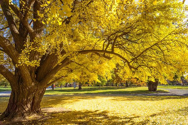 銀杏樹