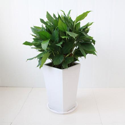 3寫(xiě)字樓耐陰植物大盆萬(wàn)年青