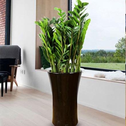 1風(fēng)水植物大金錢樹