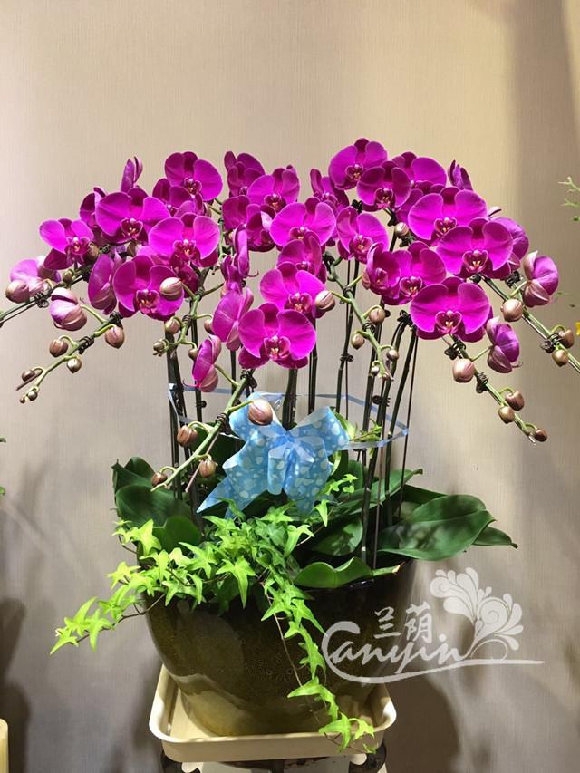 蝴蝶蘭3