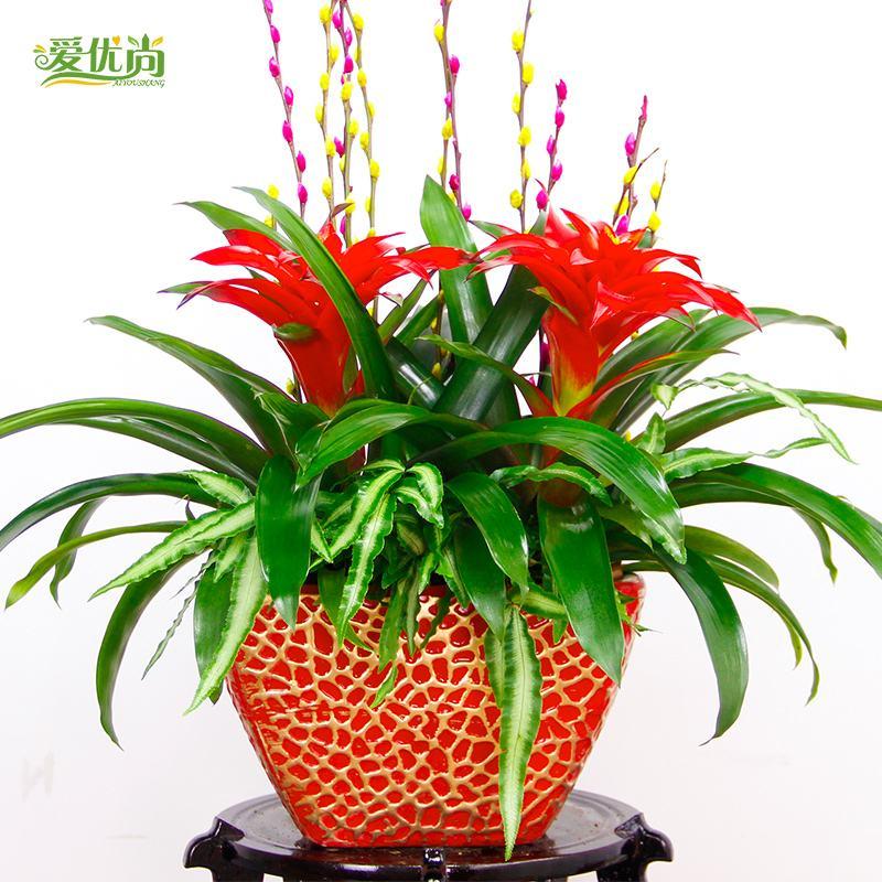 鴻運(yùn)當(dāng)頭1