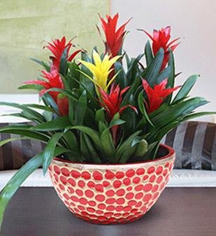 鴻運(yùn)當(dāng)頭4